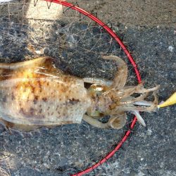 アオリイカエギング好調